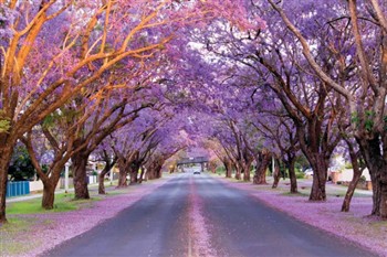 Coffs Coast and Jacarandas